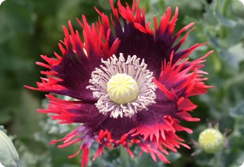 Poppy 'Drama Queen'