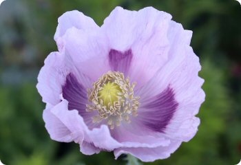 Poppy 'Elka White'