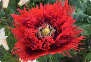 Poppy 'Flamenco Dance'