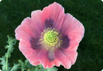 Poppy 'Hens and Chicks'