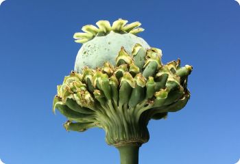 Poppy 'Hens & Chicks' seed pod