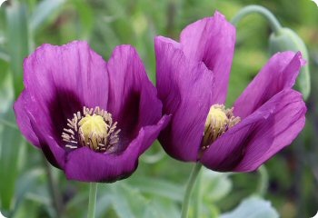 Poppy 'Hungarian Breadseed'