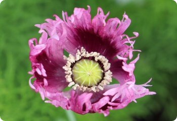 Poppy 'Jimi's Purple Haze'
