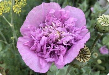 Poppy Lavender Dress
