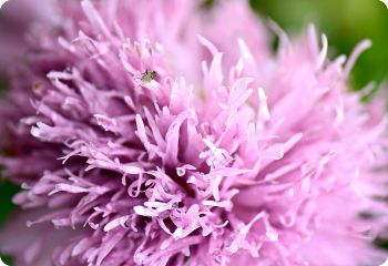 Poppy 'Lilac Pompom'