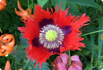 Poppy 'Pepperbox'