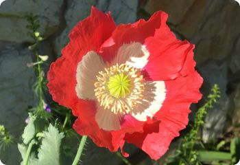 Poppy 'Pepperbox'