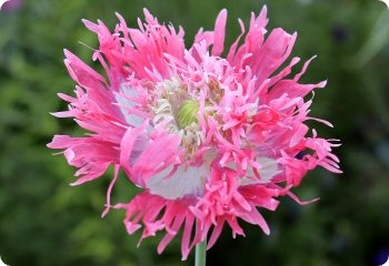 Poppy 'Pink Fizz'