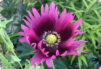 Poppy 'Purple Tasmanian Frill'