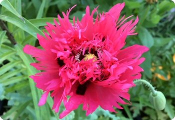 Poppy 'Rose Feathers'