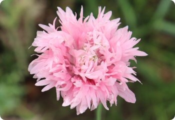 Poppy 'Rose Peony'