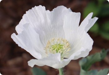 Poppy 'Sissinghurst White'