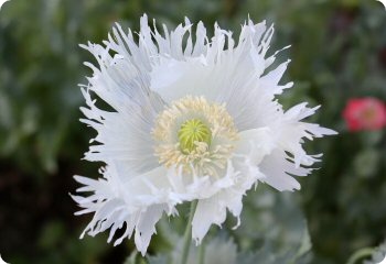 poppy white fringed