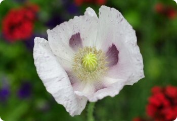 Poppy 'Tasmanian White'