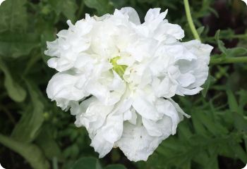 poppy white cloud