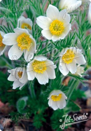 Pulsatilla vulgaris White Bells