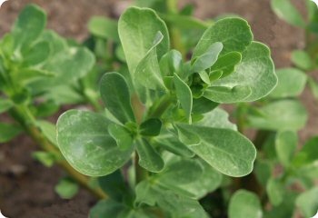 Purslane 'Tall Green'