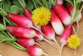 Radish 'French Breakfast'