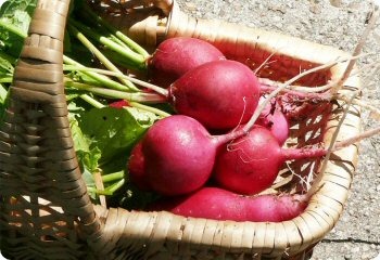 Radish 'German Giant'