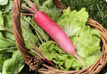 Radish 'Shunkyo'