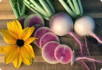 Radish 'Watermelon'