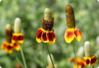 ratibida columnifera red