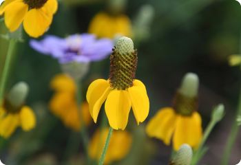 ratibida columnifera yellow