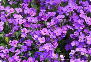 rock garden seeds