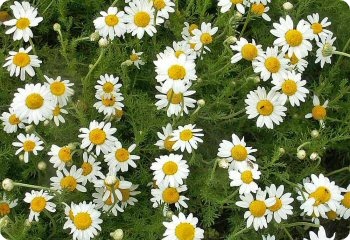 roman chamomile