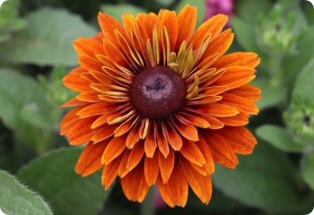 Rudbeckia Cherokee Sunset
