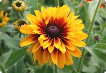 Rudbeckia hirta Cherokee Sunset