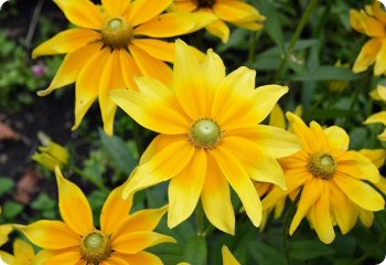 Rudbeckia hirta 'Irish Eyes'