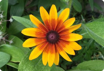 Rudbeckia hirta 'Rustic Dwarfs' Mixed