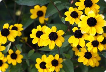 Rudbeckia triloba