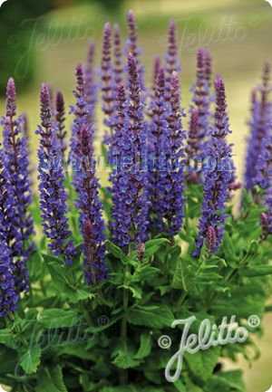 Salvia 'Blue Queen'