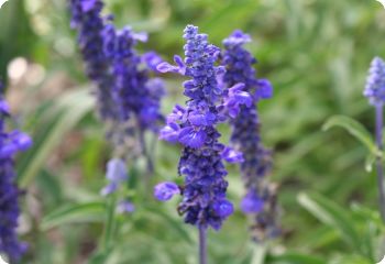 Salvia farinacea