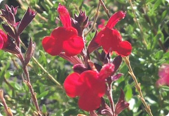 Salvia greggii 'Furman's Red'