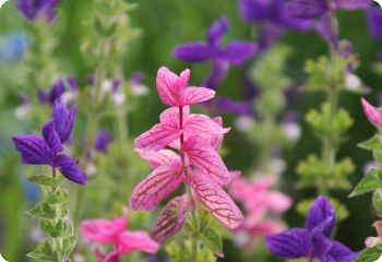 Salvia horminum 'Tricolor Mix'