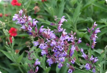 salvia officinalis