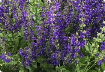 Salvia pratensis Twilight Serenade