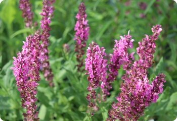 Salvia 'Rose Queen'