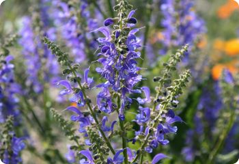 Salvia transsylvanica 'Blue Spires'