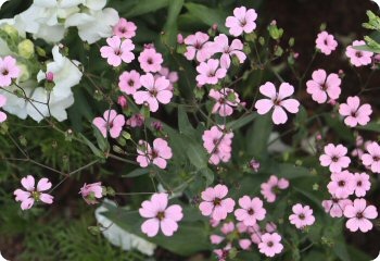 Saponaria 'Pink Beauty'