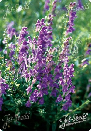 Scutellaria baicalensis BLBP 02