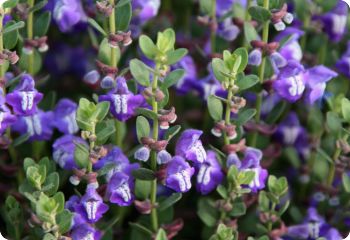 Scutellaria resinosa 'Smoky Hills'