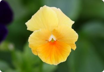shade tolerant flowers