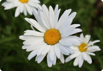 Shasta Daisy 'Alaska'