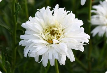 Shasta Daisy 'Crazy Daisy'