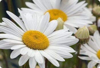 shasta daisy silver princess