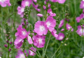 sidalcea seeds